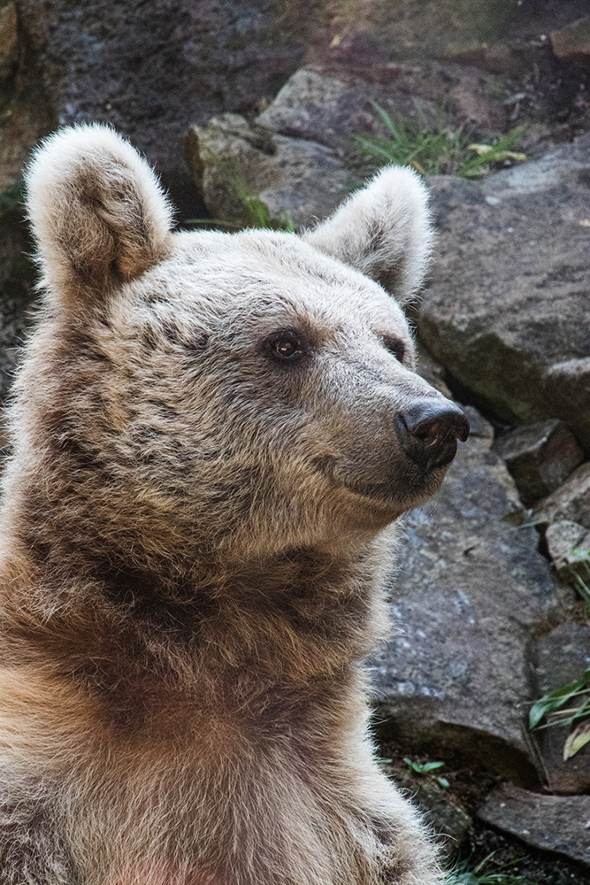 Syrische bruine beer - Syrian brown bear (Allwetter Zoo 2018)