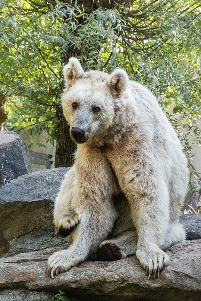 Syrische bruine beer - Syrian brown bear (Allwetter Zoo 2018)