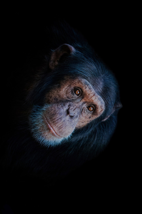 Amazing chimps