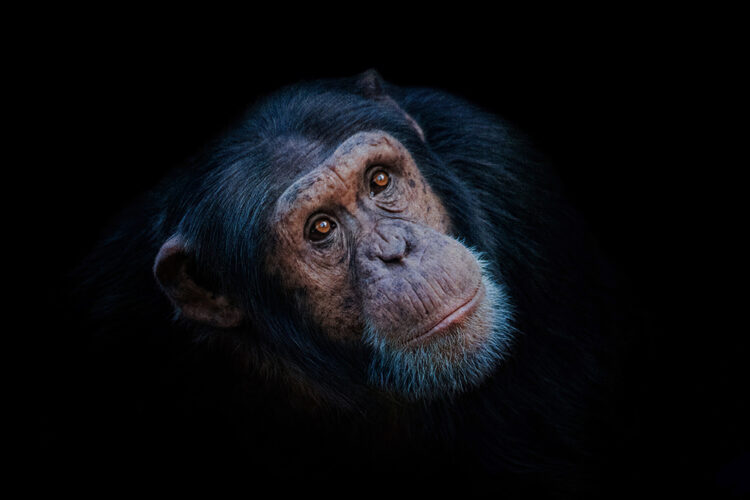 Fantastische chimps