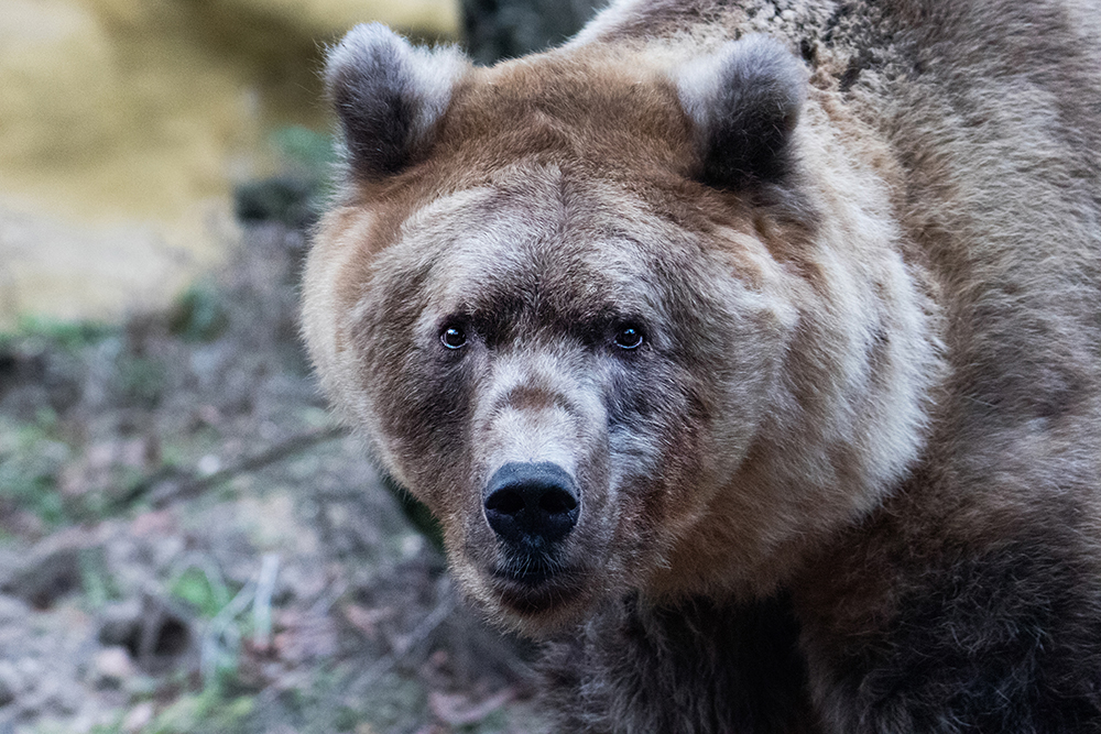 Bruin beer - Brown bear (Dierenpark Amersfoort 2020)