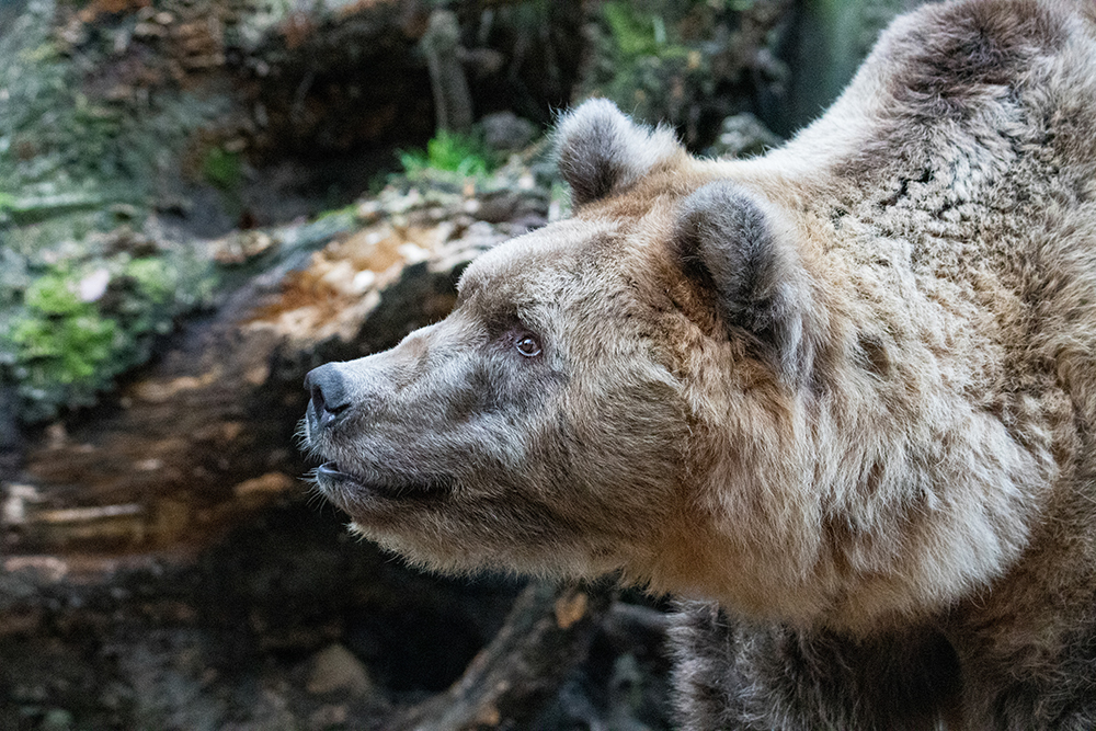Bruin beer - Brown bear (Dierenpark Amersfoort 2020)