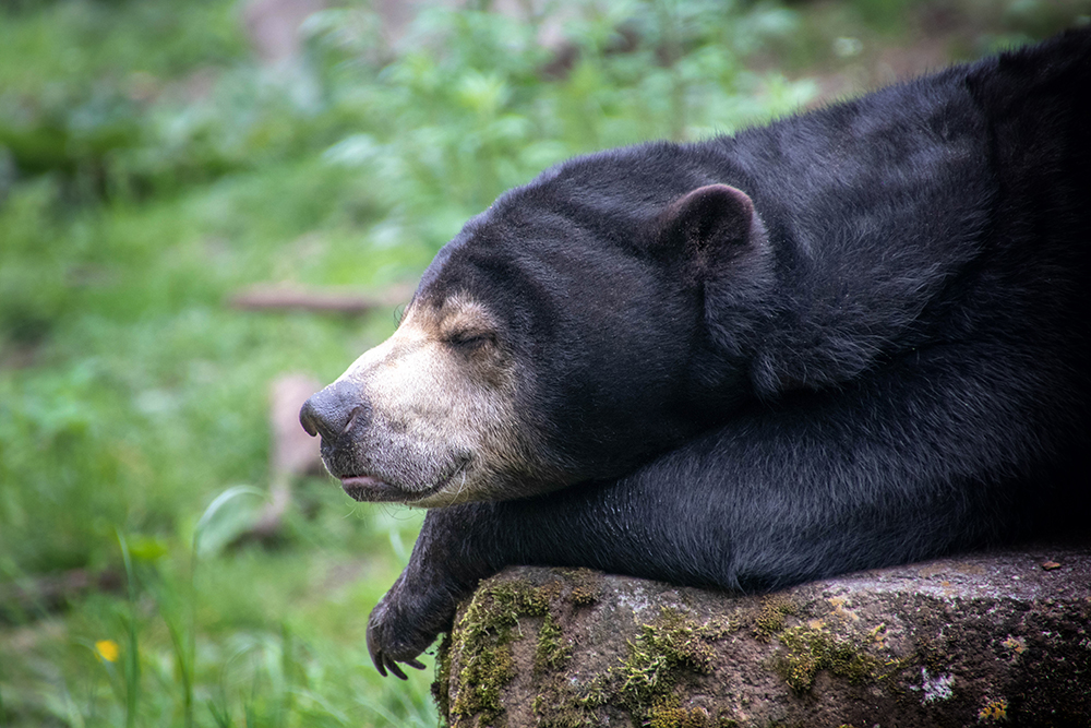 Honingbeer - Sun bear (Burgers Zoo 2019)