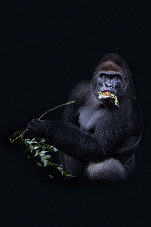 Gorilla (Beekse bergen 2020)