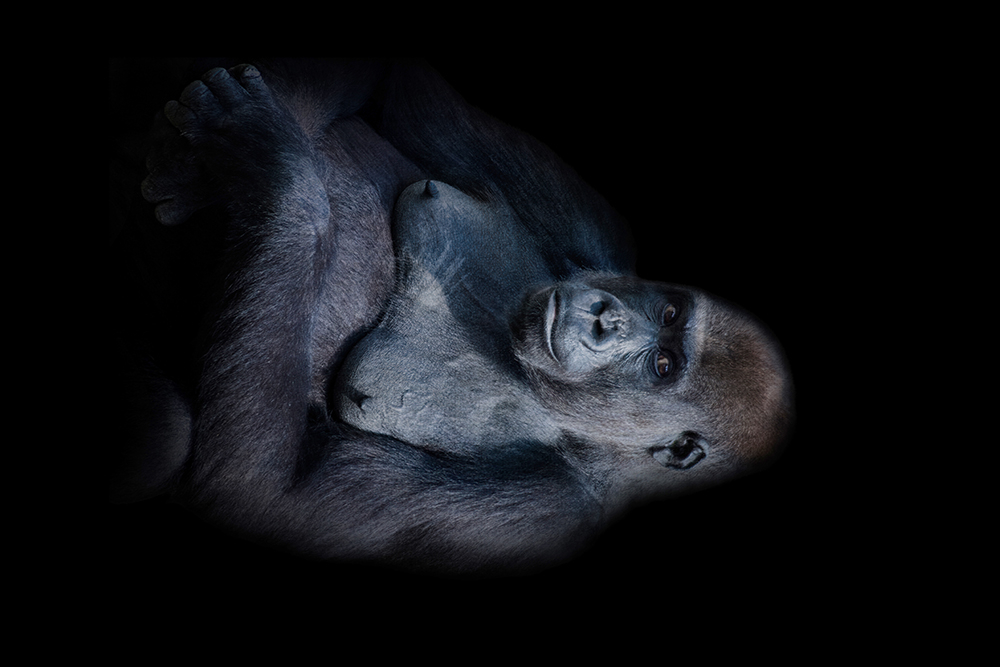 Gorilla (Apenheul 2014)