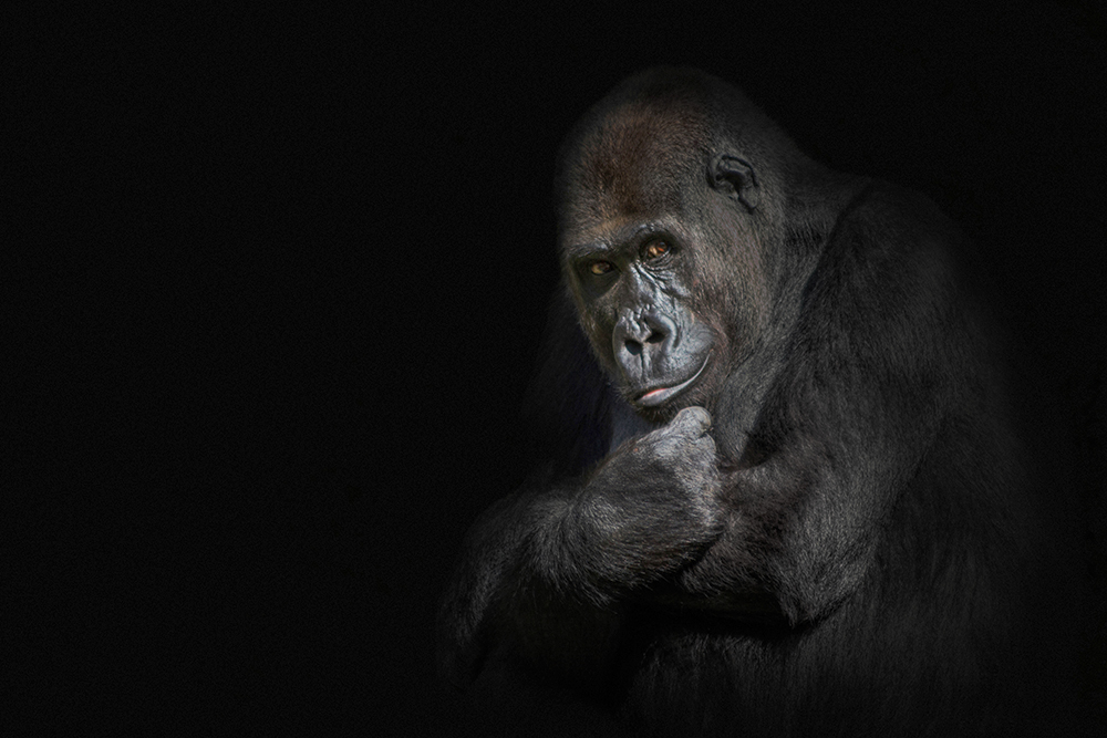 Gorilla (Apenheul 2014)