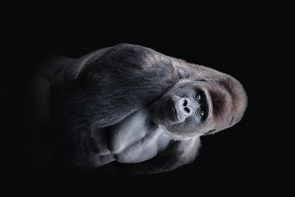 Gorilla (Beekse bergen 2020))