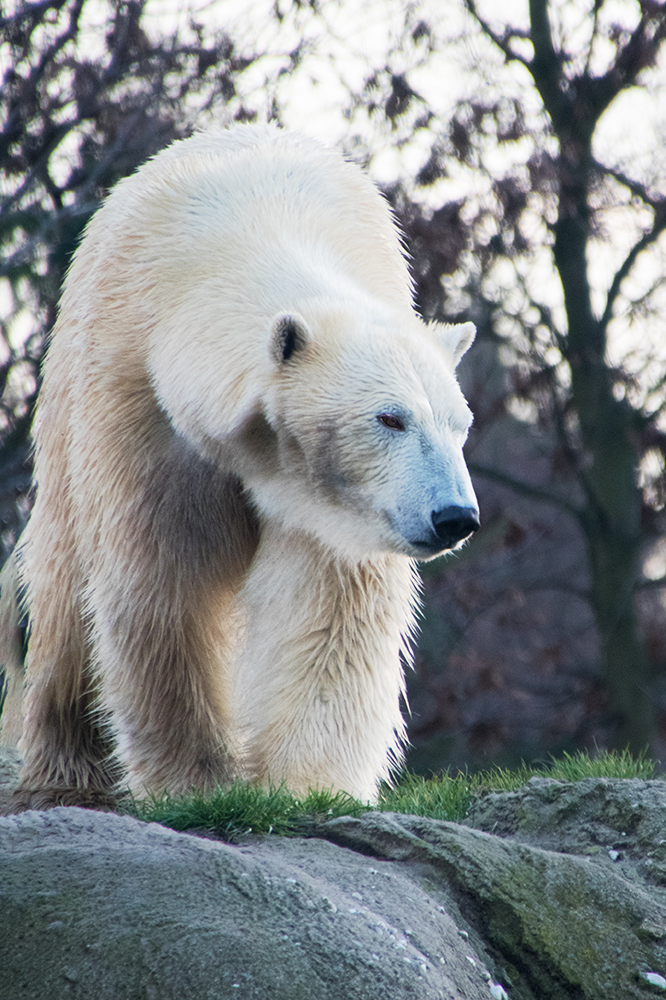 IJsbeer - Polar bear (Blijdorp 2018)