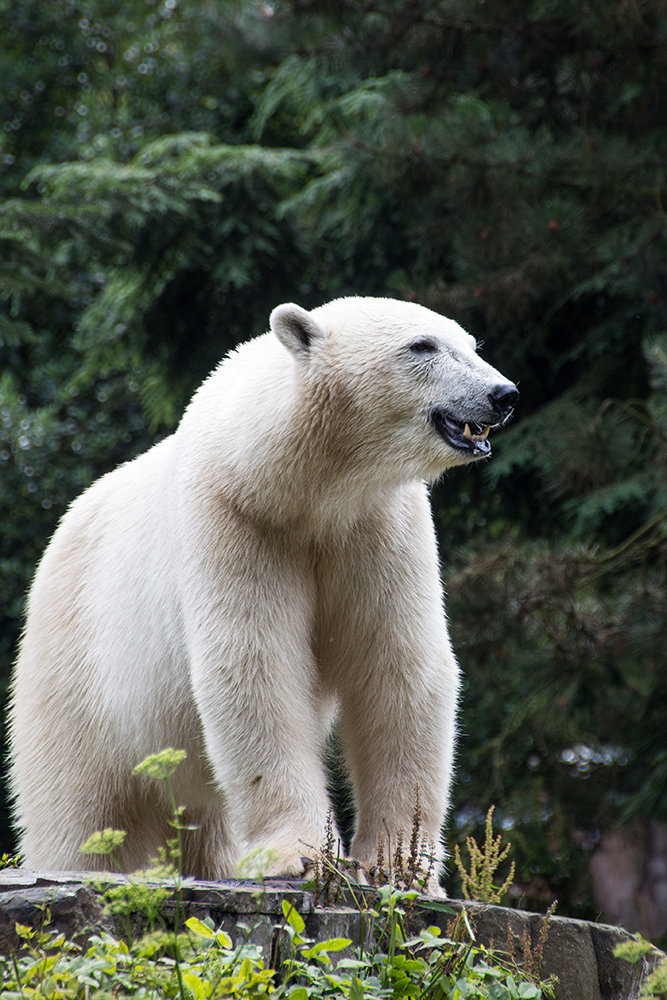 IJsbeer - Polar bear (Noorderdierenpark 2015)