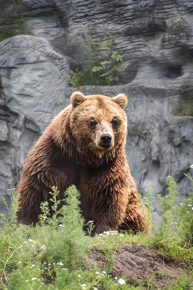 Kamchatkabeer - Kamchatka brown bear (Zoomerlebniswelt 2016)