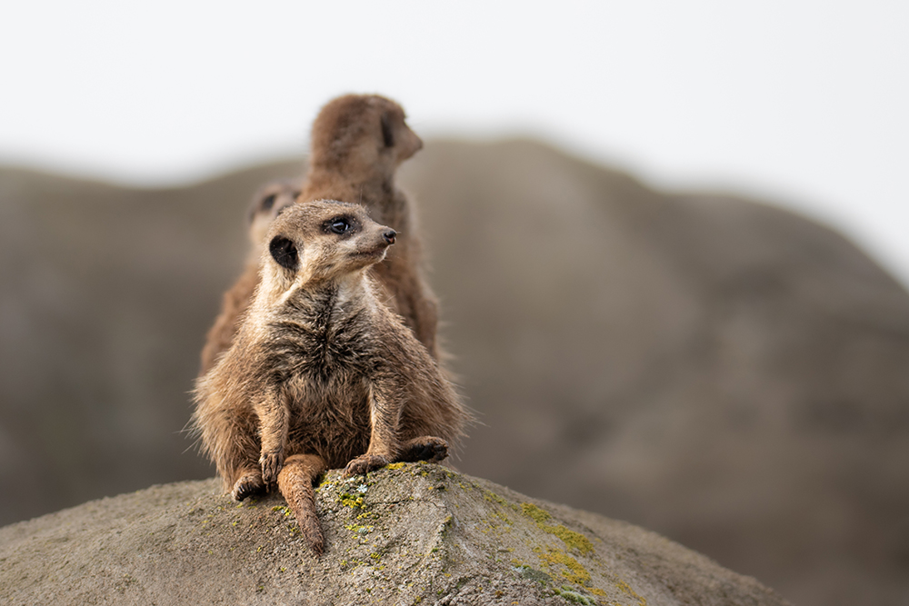 Stokstaartje - Meerkat