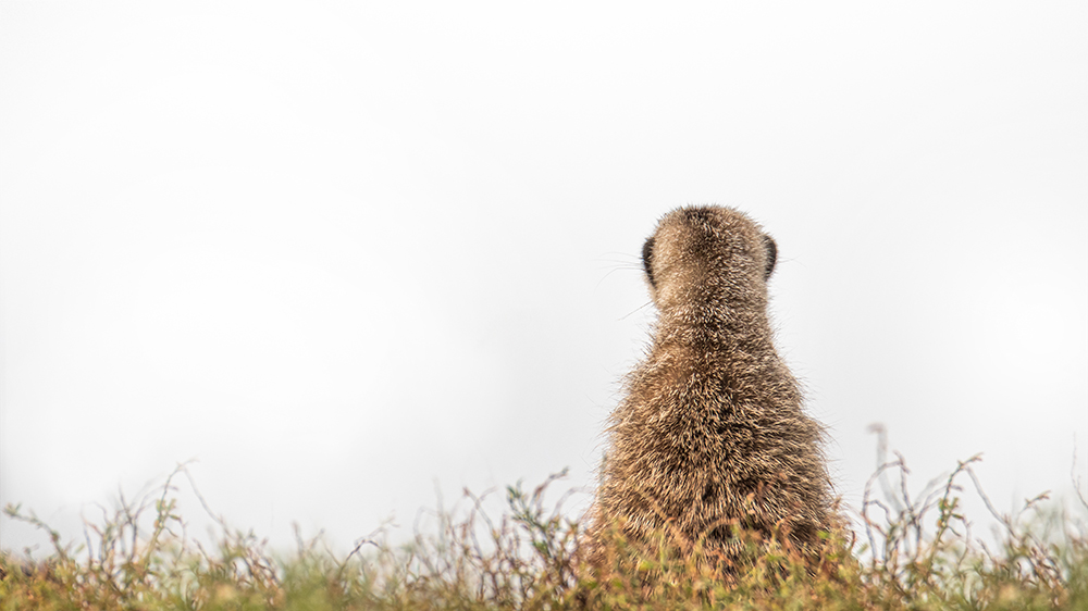 Stokstaartje - Meerkat