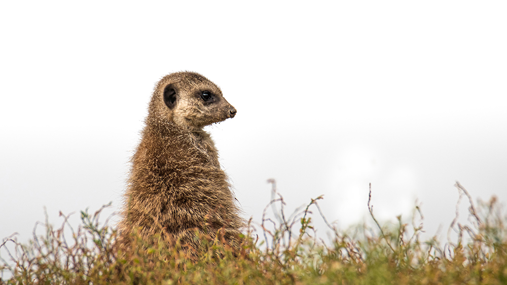 Stokstaartje - Meerkat