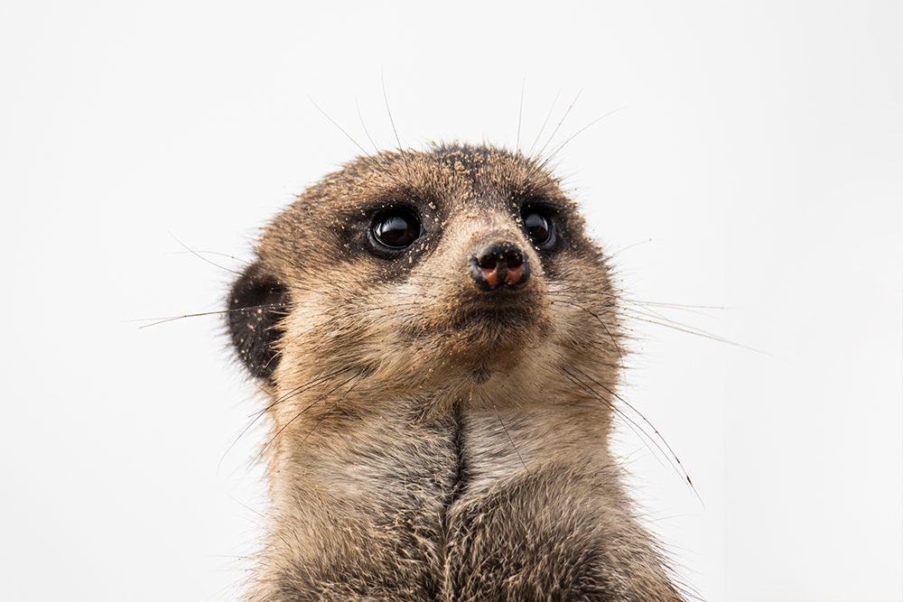 Stokstaartje - Meerkat