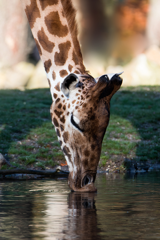Rothschildgiraffe - Rothschild's giraffe (Burgers Zoo)