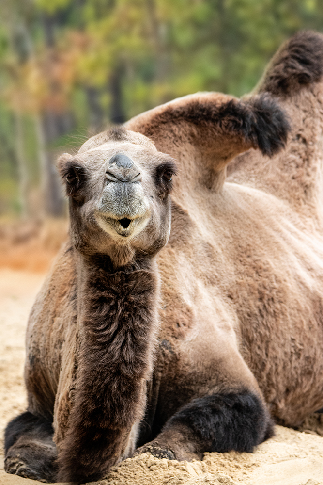 Kameel - Camel (Allwetter Zoo)