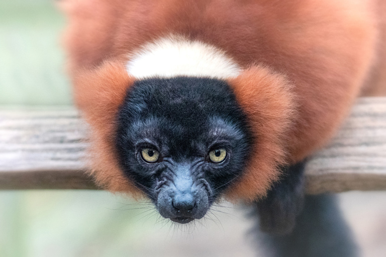 Rode vari - Red ruffed lemur (Artis)