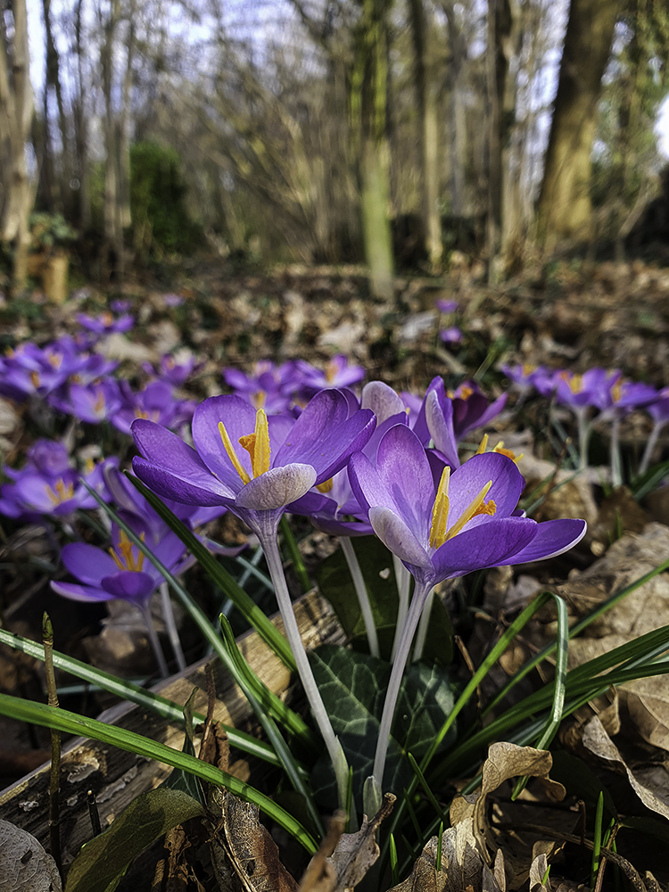 Crocus - smartphone