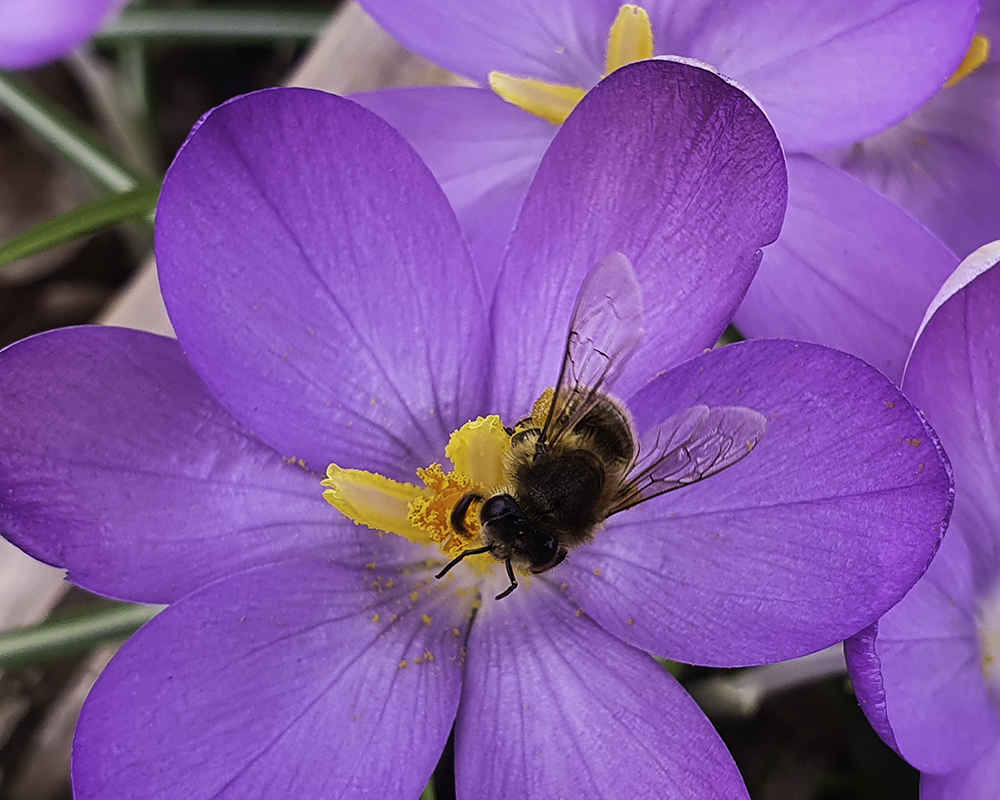 Crocus and bee - smartphone