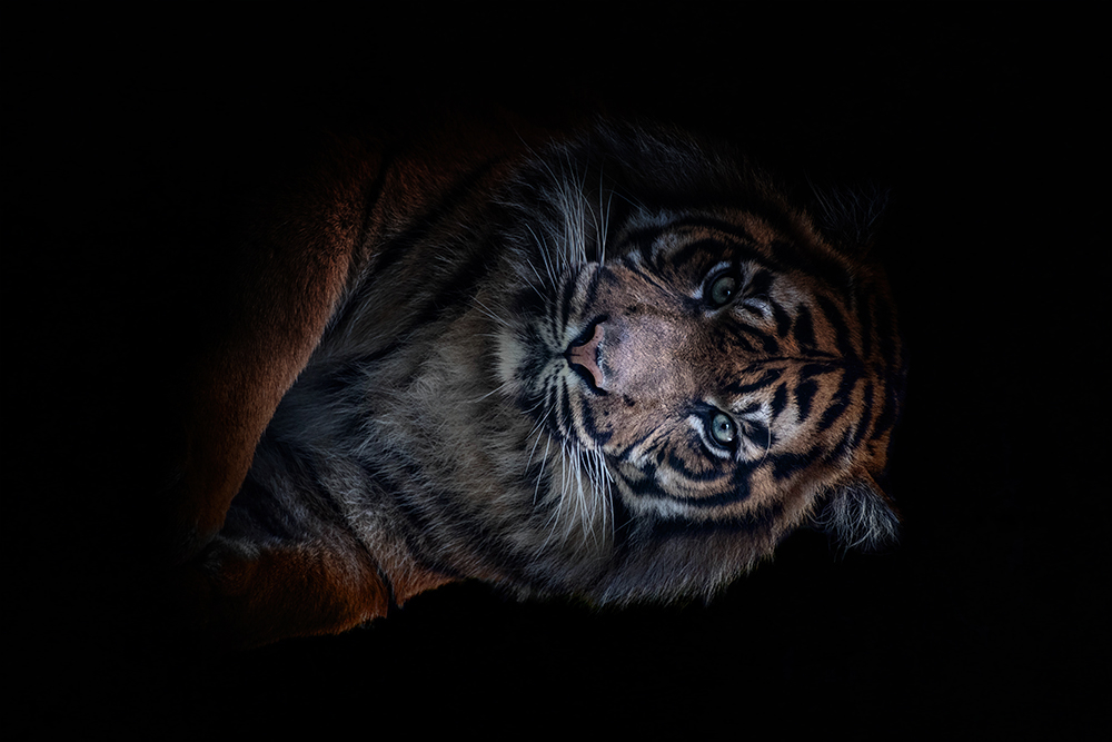 Sumatraanse tijger - Sumatran tiger (Burgers Zoo 2019)