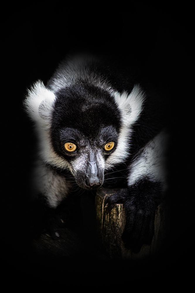 Zwart-witte vari - Black-and-white ruffed lemur (Apenheul 2014)