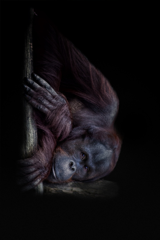 Orang oetan - Orangutan (Apenheul 2014)