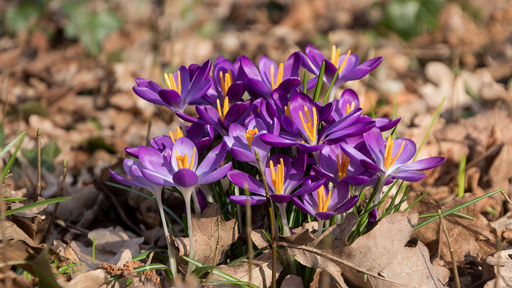 Crocus