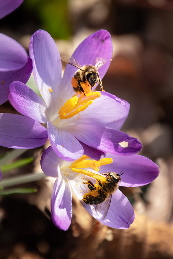 Crocus and bee