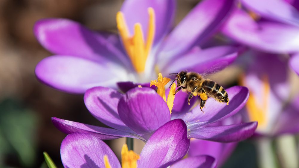 Crocus and bee