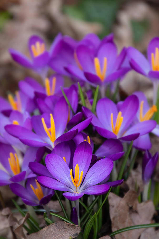 Crocus