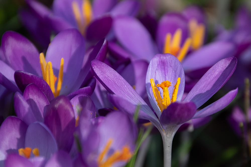 Crocus