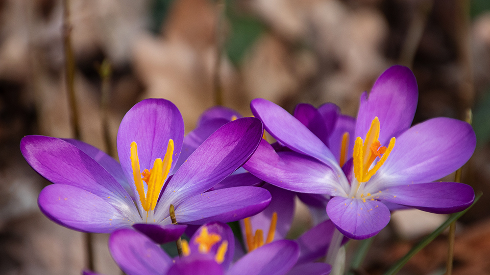 Crocus