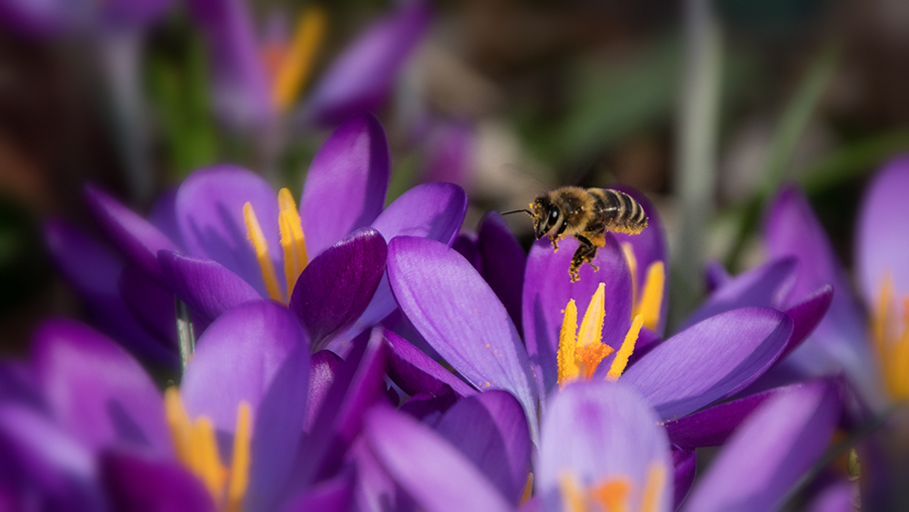 Crocus and bee