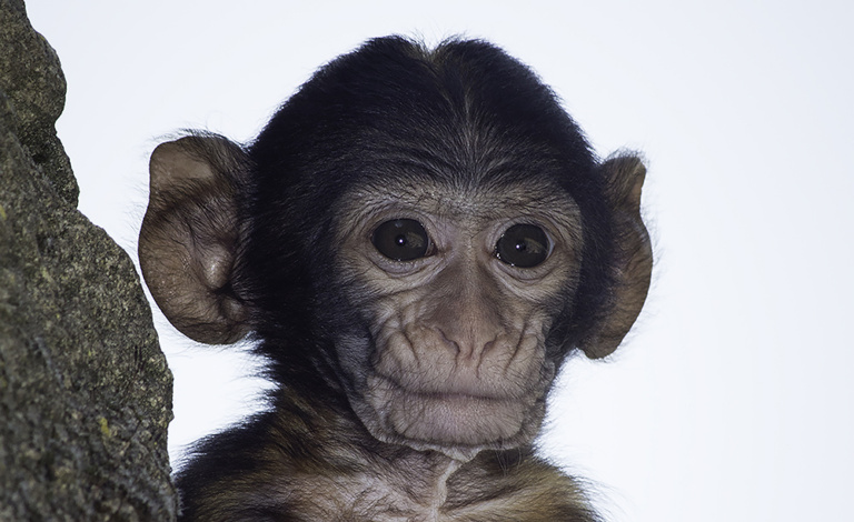 Berberaap baby - Barbary macaque (Apenheul 2014)