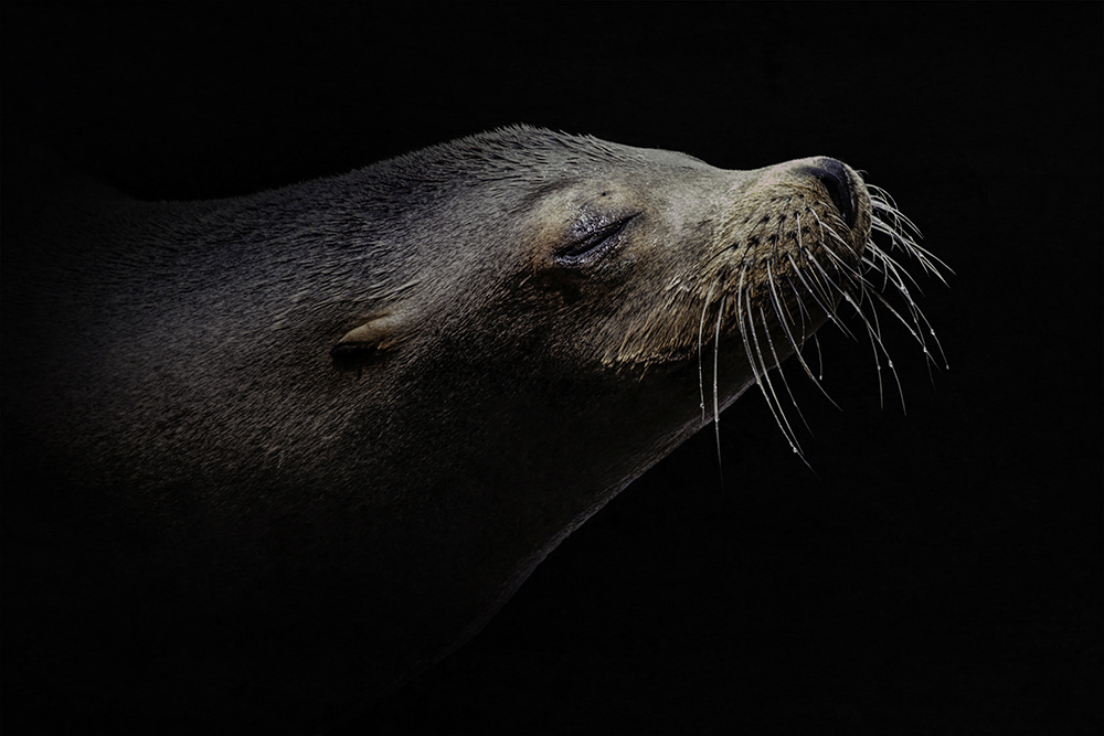 Zeeleeuw - Sea lion (Zoom Erlebniswelt 2016)