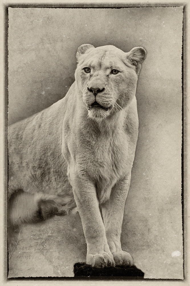 Witte leeuw - White lion