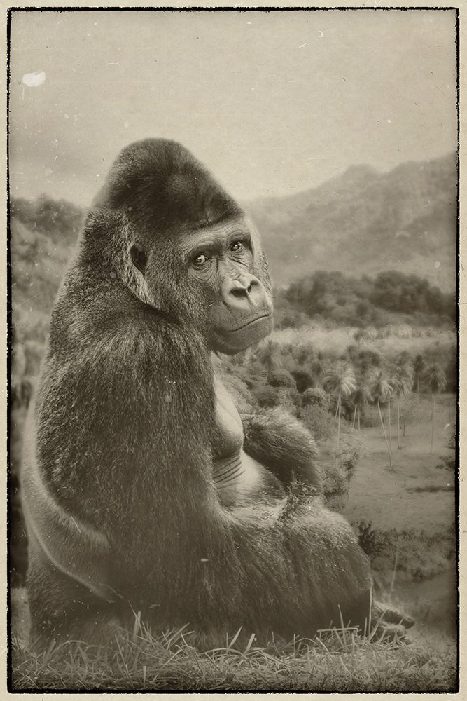 Bauwi, gorilla 