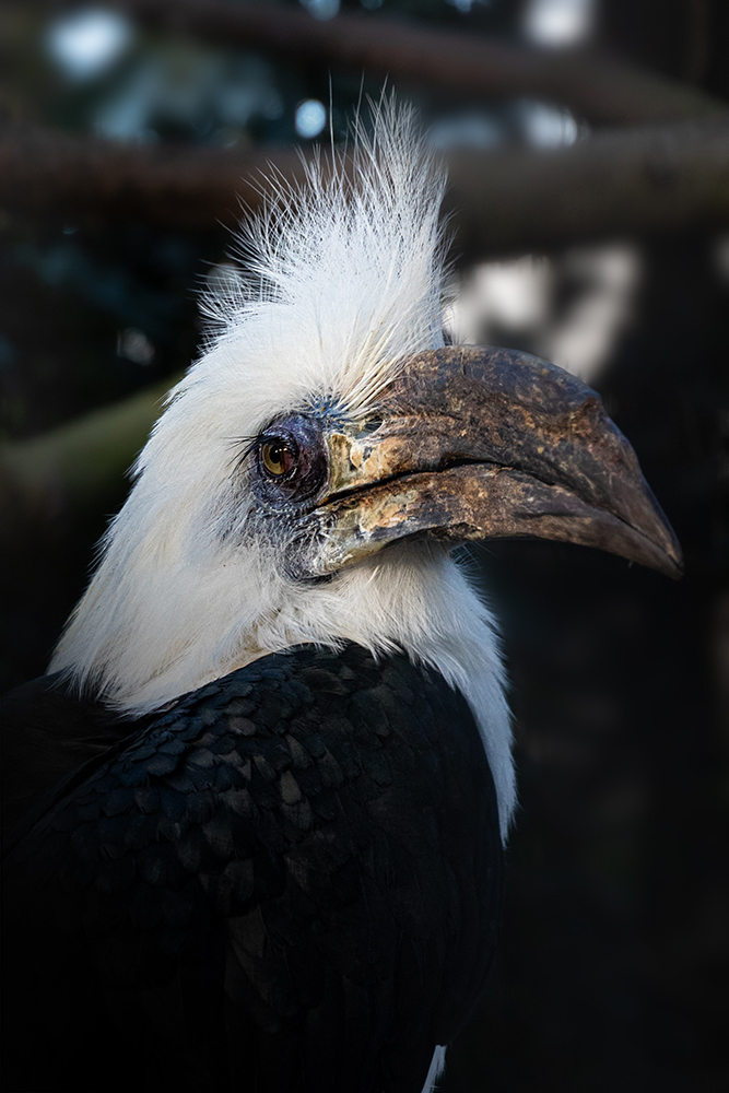 Langkuifneushoornvogel - White-crowned Hornbill