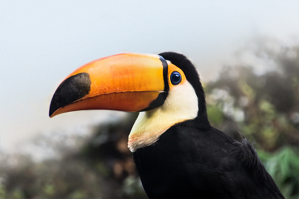 Reuzentoekan - Toco toucan