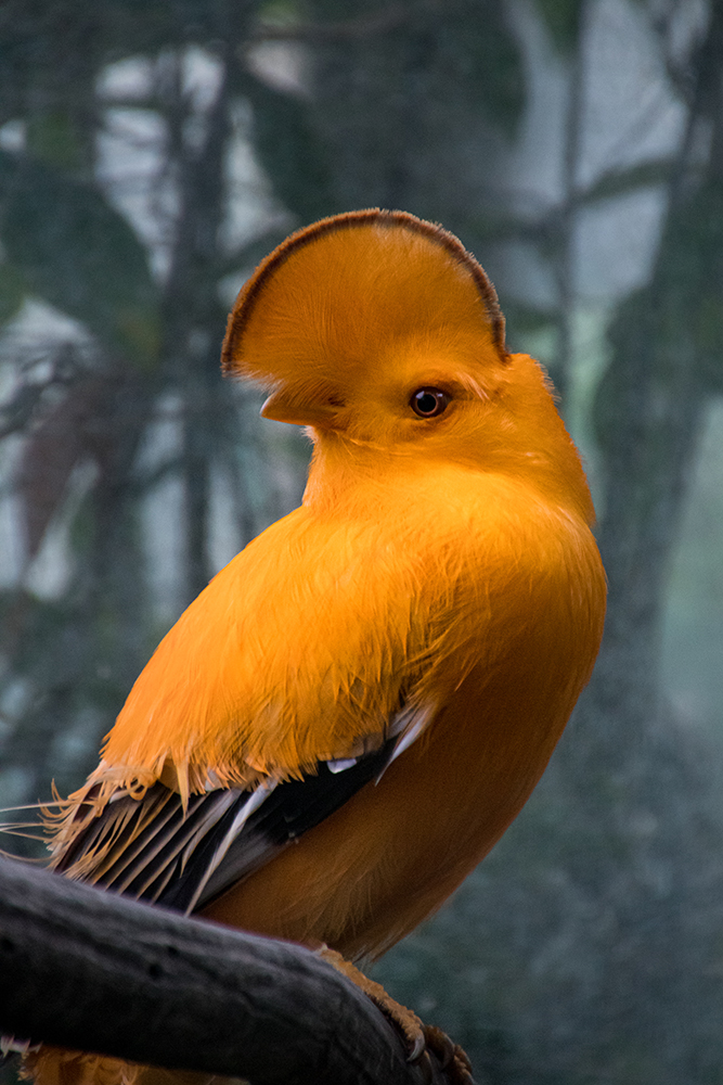 Oranje rotshaan - Guianan cock-of-the-rock