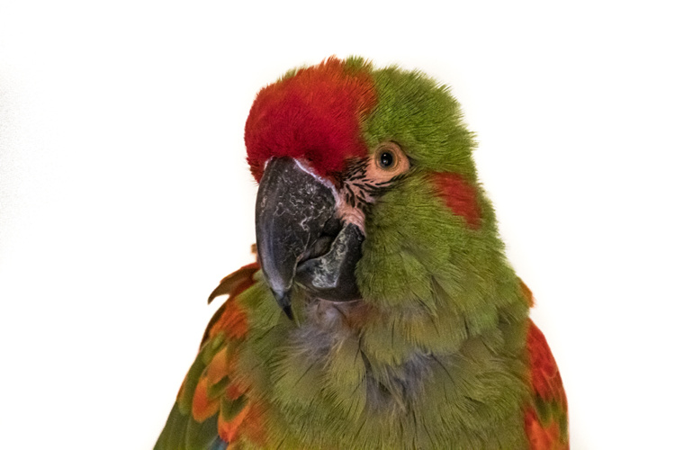 Roodoor ara - Red-fronted macaw