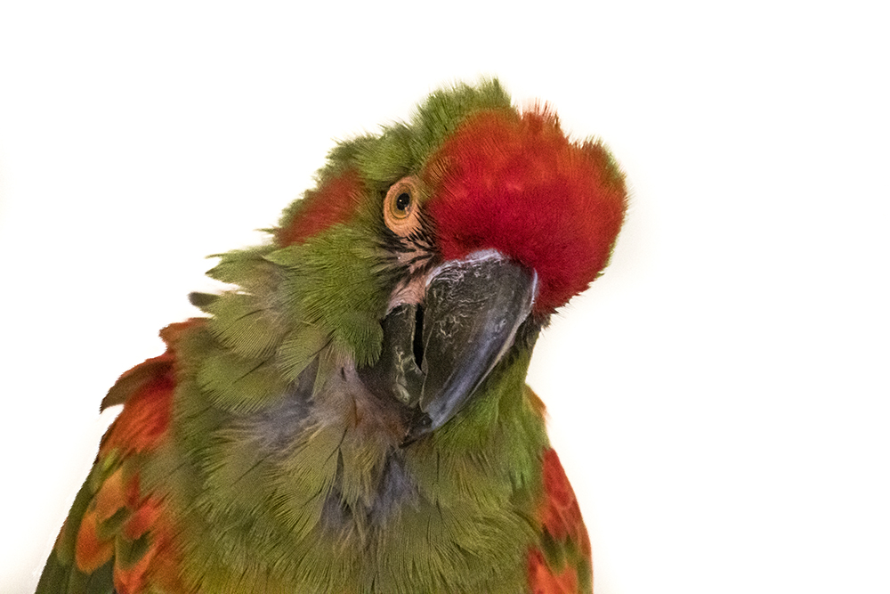 Roodoor ara - Red-fronted macaw