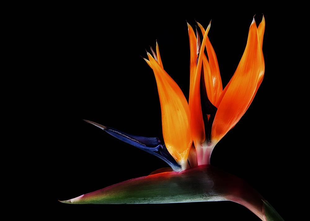 Paradijsvogelbloem - Strelitzia - Bird of paradise flower