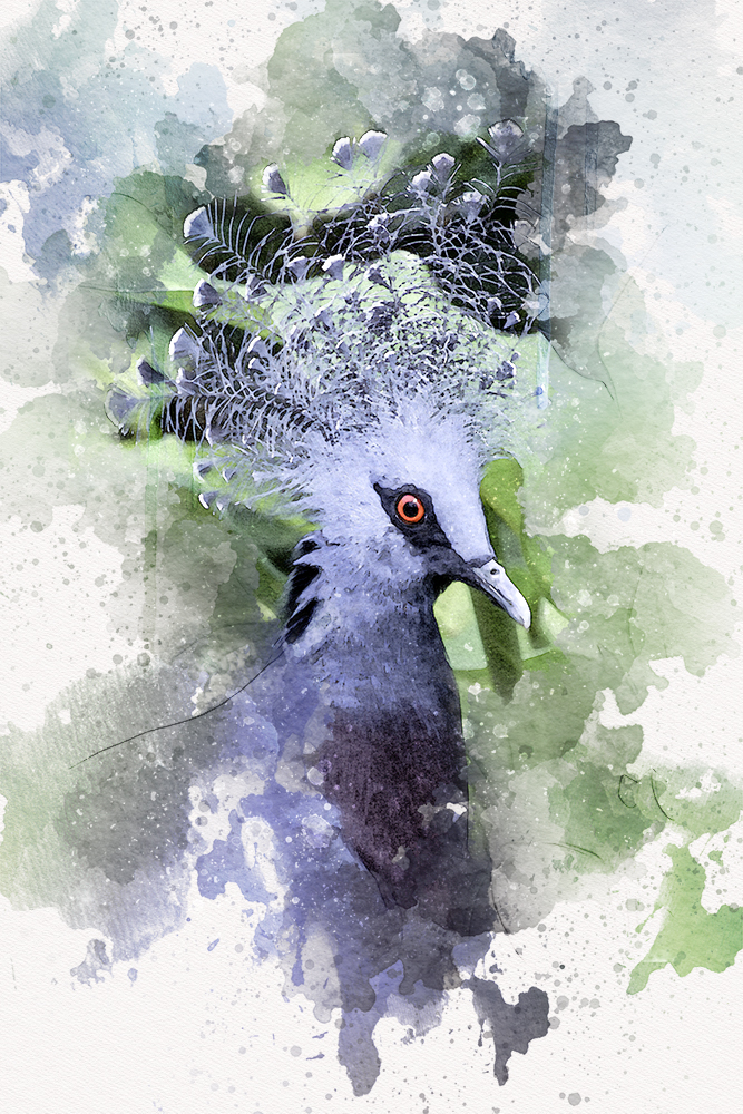 Kroonduif - Western crowned pigeon (Wildlands 2016)