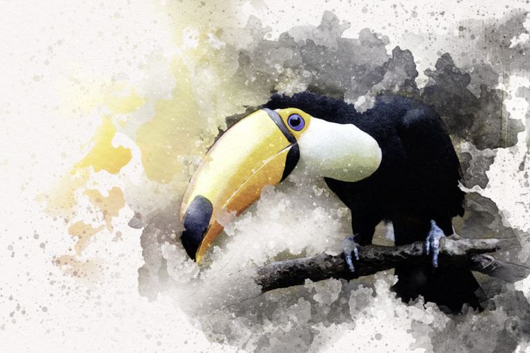 Reuzentoekan - Toco toucan (Avifauna 2017)