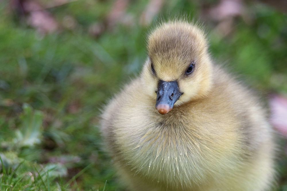 Ganzenkuiken - Goose chick
