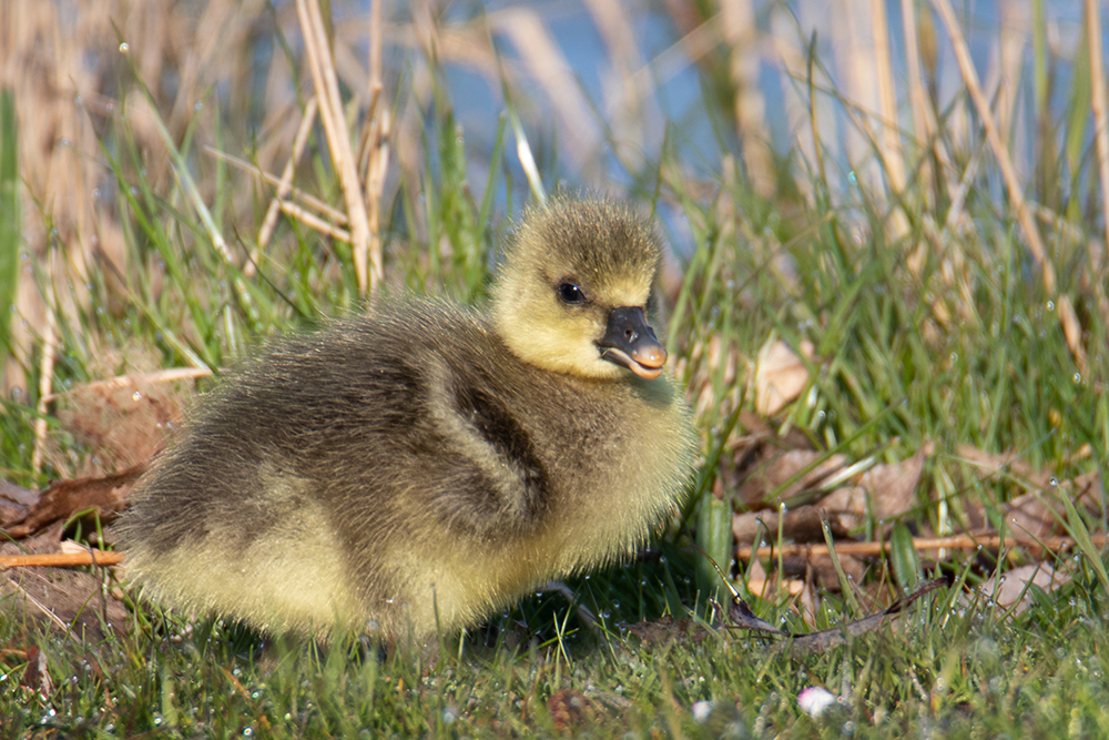 Ganzenkuiken - Goose chick