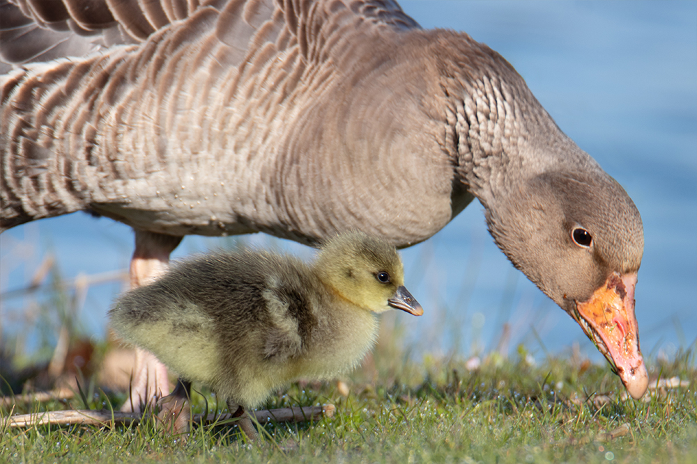 Ganzenkuiken - Goose chick