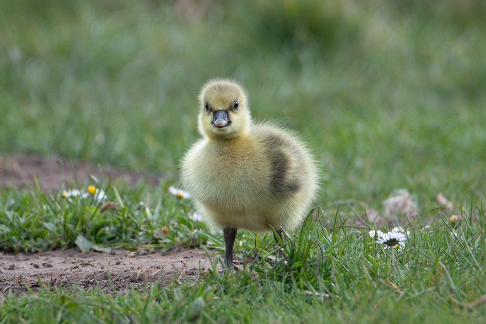 Ganzenkuiken - Goose chick