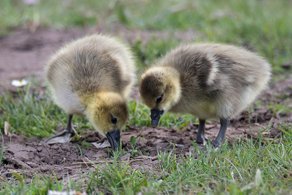 Ganzenkuiken - Goose chick